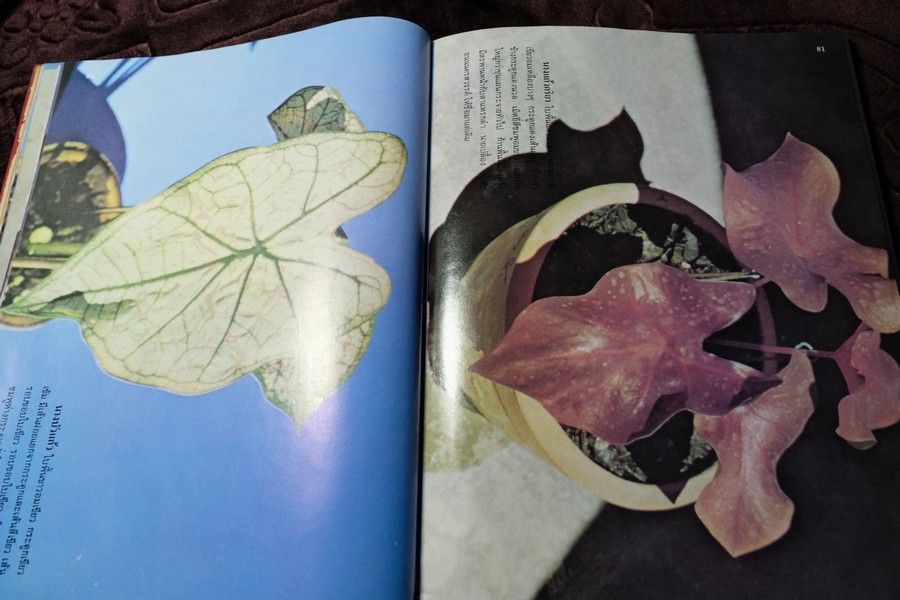 ตำนานบอนสี โดย เจริญ สุขพงษ์ ปกเเข็ง 200 หน้า ปี 2524