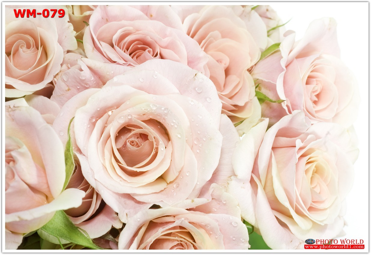 วอลเปเปอร์รูปภาพติดผนังสั่งทำ มีภาพให้เลือกกว่า 50,000 ภาพ ออกแบบกราฟฟิค หรือ รูปภาพตามที่ท่านกำหนด ในสไตล์ท่านเอง "custom made"