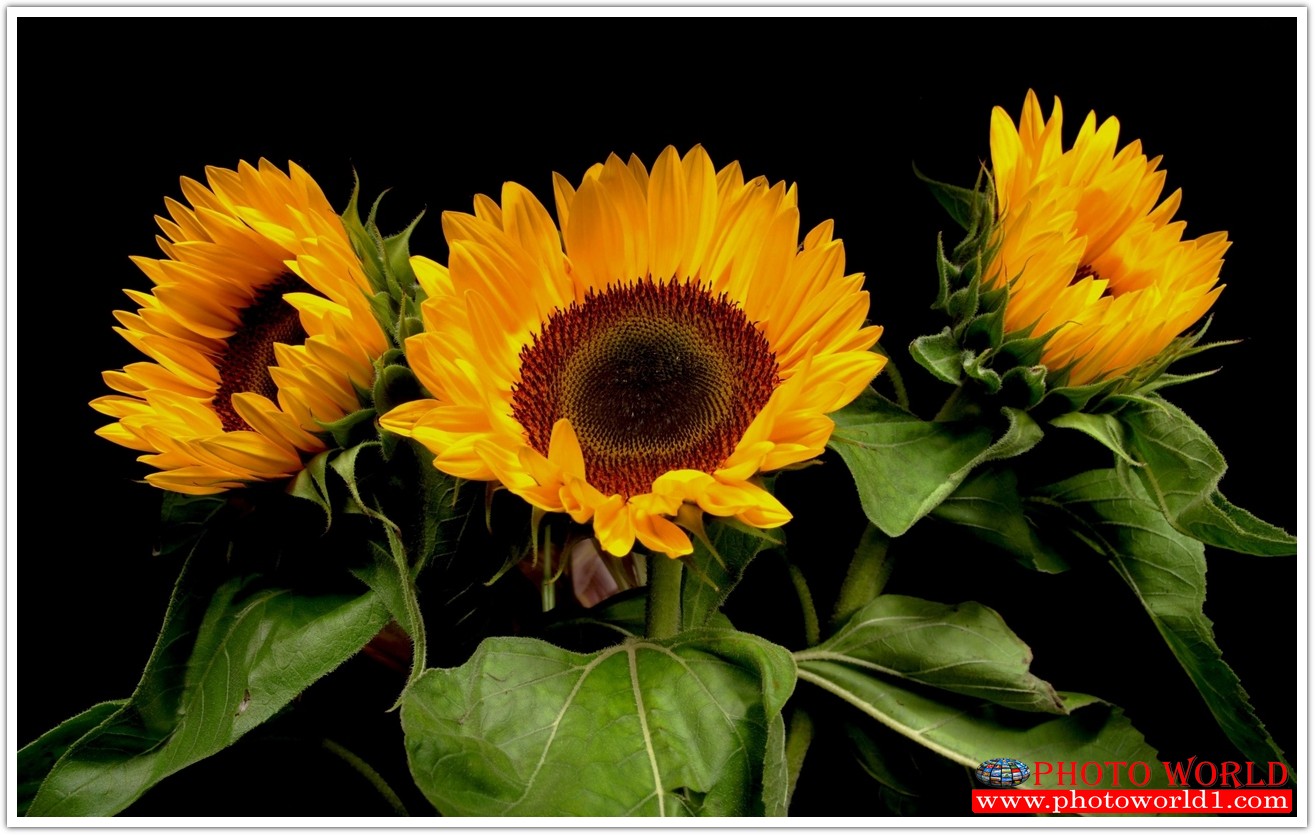 วอลเปเปอร์รูปภาพติดผนังสั่งทำ มีภาพให้เลือกกว่า 50,000 ภาพ ออกแบบกราฟฟิค หรือ รูปภาพตามที่ท่านกำหนด ในสไตล์ท่านเอง "custom made"