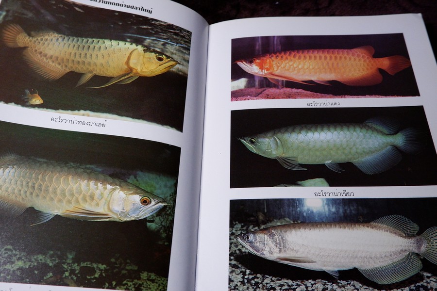 คู่มือ การเลี้ยงปลาอะโรวาน่า โดย สุรศักดิ์ วงศ์กิตติเวช ปกเเข็ง ปี 2543