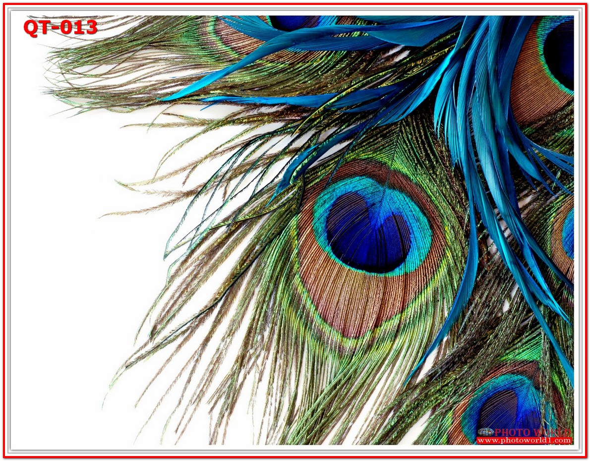 วอลเปเปอร์รูปภาพติดผนังสั่งทำ มีภาพให้เลือกกว่า 50,000 ภาพ ออกแบบกราฟฟิค หรือ รูปภาพตามที่ท่านกำหนด ในสไตล์ท่านเอง "custom made"