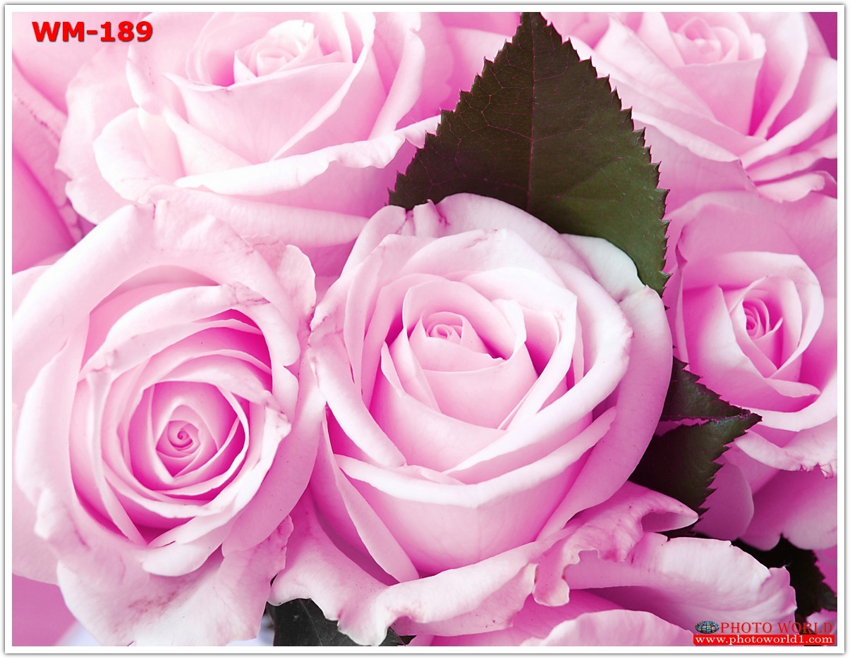 วอลเปเปอร์รูปภาพติดผนังสั่งทำ มีภาพให้เลือกกว่า 50,000 ภาพ ออกแบบกราฟฟิค หรือ รูปภาพตามที่ท่านกำหนด ในสไตล์ท่านเอง "custom made"