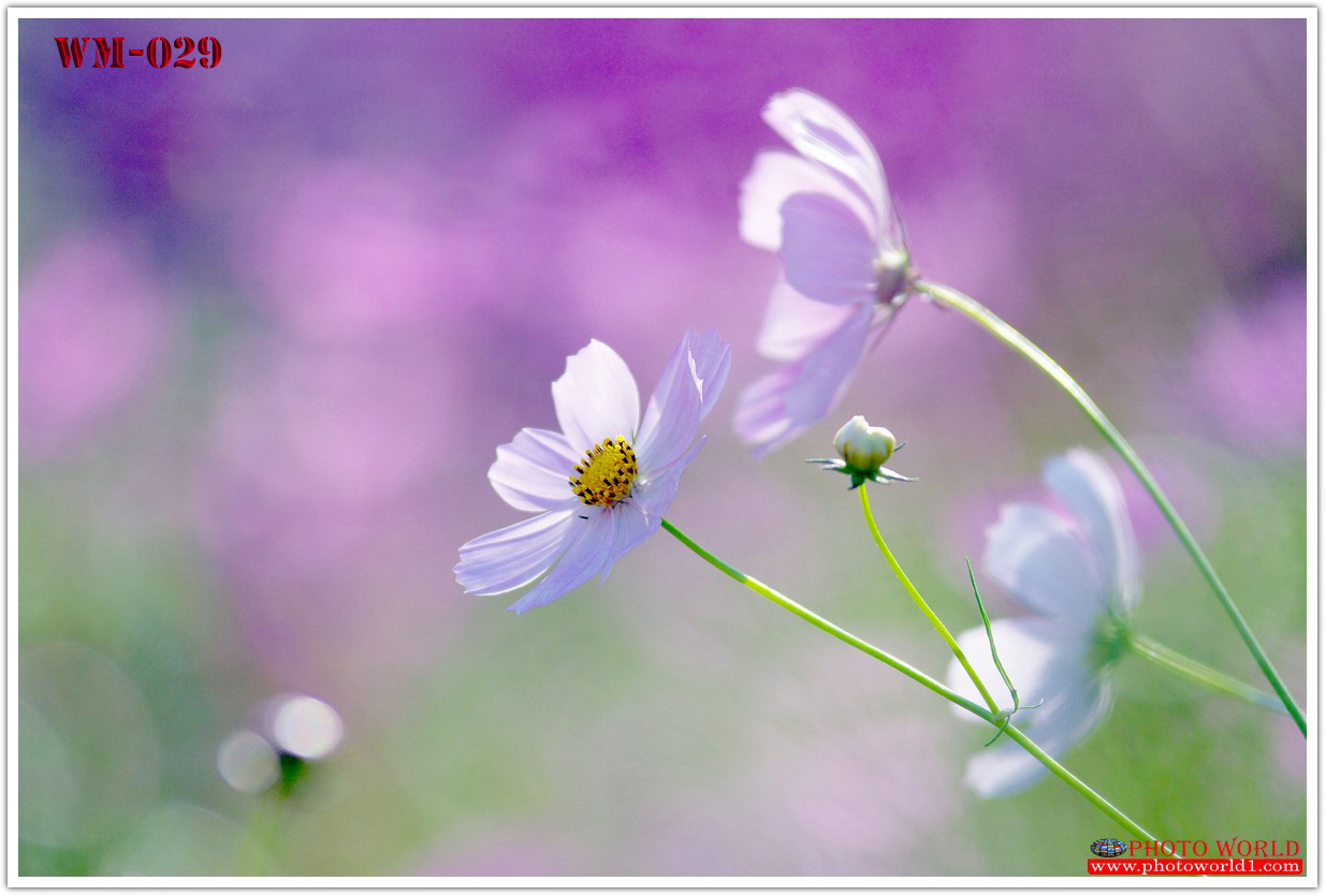 วอลเปเปอร์รูปภาพติดผนังสั่งทำ มีภาพให้เลือกกว่า 50,000 ภาพ ออกแบบกราฟฟิค หรือ รูปภาพตามที่ท่านกำหนด ในสไตล์ท่านเอง "custom made"