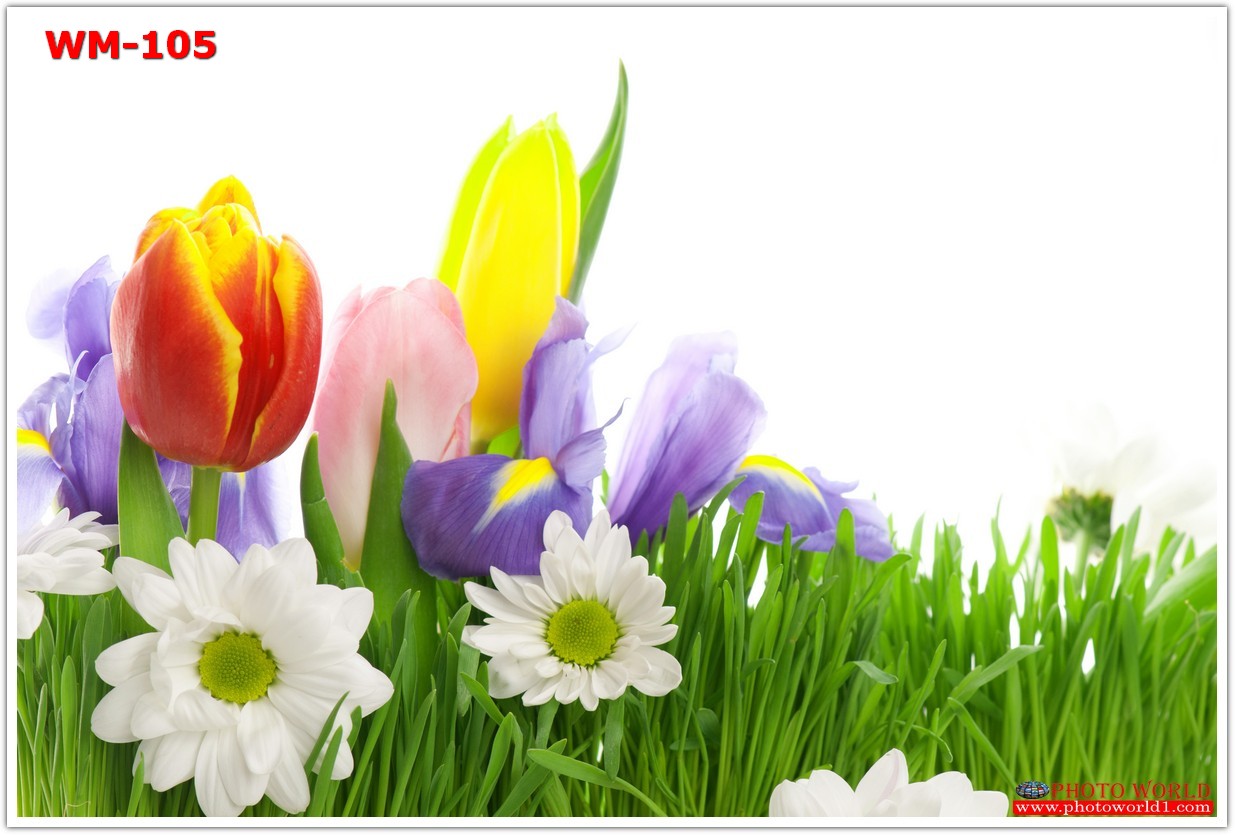 วอลเปเปอร์รูปภาพติดผนังสั่งทำ มีภาพให้เลือกกว่า 50,000 ภาพ ออกแบบกราฟฟิค หรือ รูปภาพตามที่ท่านกำหนด ในสไตล์ท่านเอง "custom made"