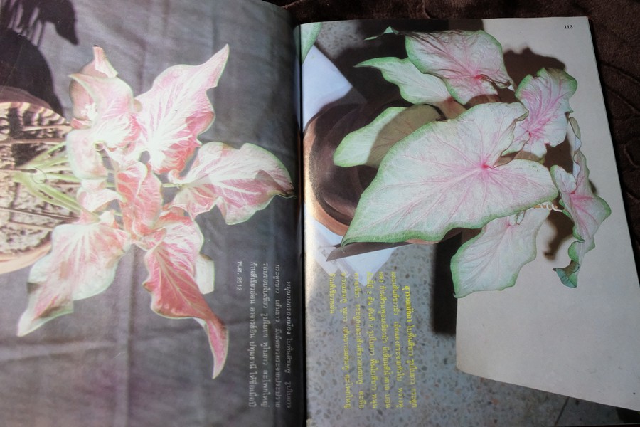 ตำนานบอนสี โดย เจริญ สุขพงษ์ ปกเเข็ง 200 หน้า ปี 2524