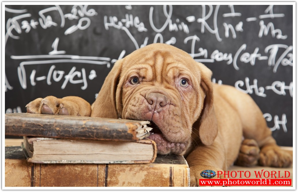 วอลเปเปอร์รูปภาพติดผนังสั่งทำ มีภาพให้เลือกกว่า 50,000 ภาพ ออกแบบกราฟฟิค หรือ รูปภาพตามที่ท่านกำหนด ในสไตล์ท่านเอง "custom made"