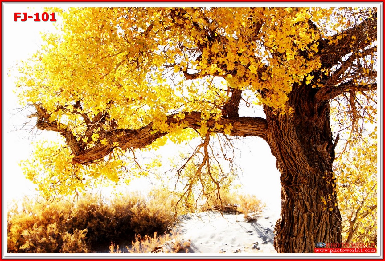 วอลเปเปอร์รูปภาพติดผนังสั่งทำ มีภาพให้เลือกกว่า 50,000 ภาพ ออกแบบกราฟฟิค หรือ รูปภาพตามที่ท่านกำหนด ในสไตล์ท่านเอง "custom made"