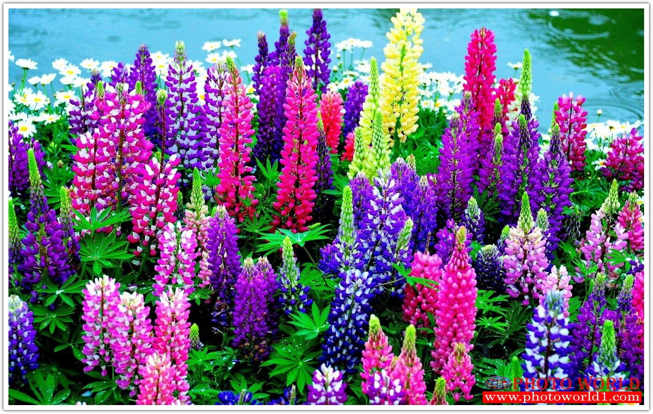 วอลเปเปอร์รูปภาพติดผนังสั่งทำ มีภาพให้เลือกกว่า 50,000 ภาพ ออกแบบกราฟฟิค หรือ รูปภาพตามที่ท่านกำหนด ในสไตล์ท่านเอง "custom made"