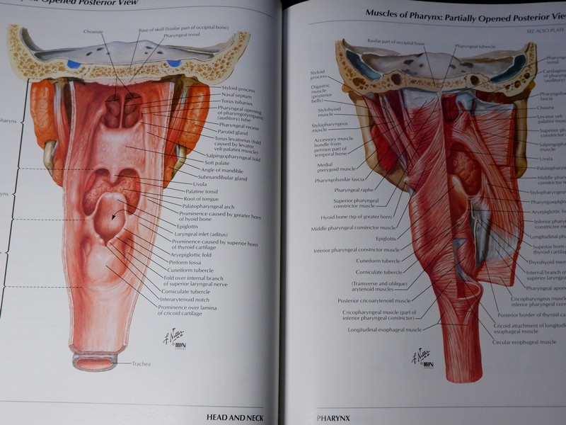 Atlas of Human Anatomyของ Frank H. Netter, MD