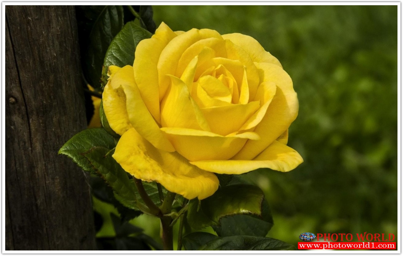 วอลเปเปอร์รูปภาพติดผนังสั่งทำ มีภาพให้เลือกกว่า 50,000 ภาพ ออกแบบกราฟฟิค หรือ รูปภาพตามที่ท่านกำหนด ในสไตล์ท่านเอง "custom made"