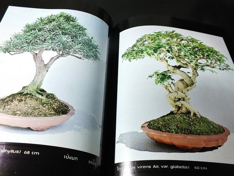 บอนไซ 01 02 03 รวม 3 เล่ม โดยชมรมบอนไซ(ไม้เเคระ) เเห่งประเทศไทย //สอบถาม//