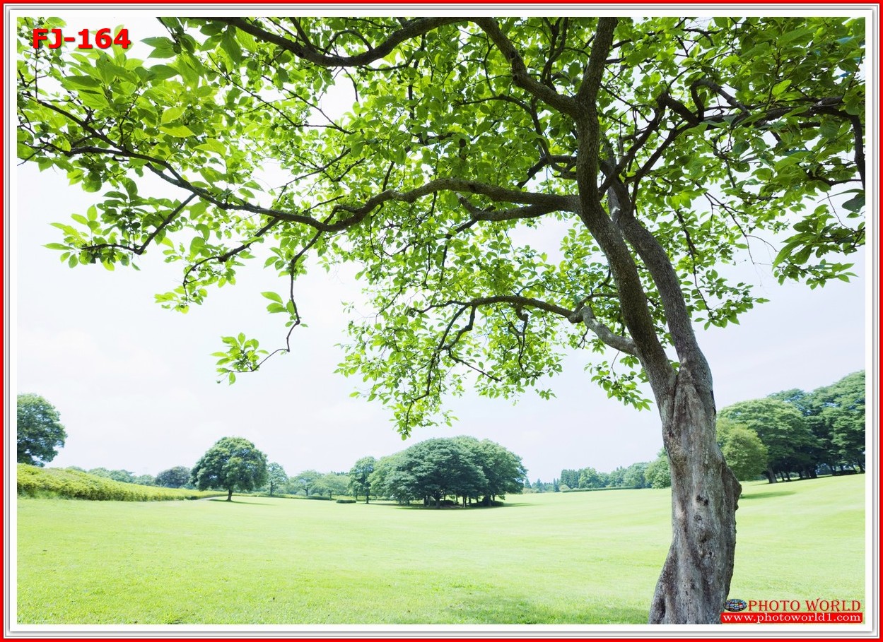 วอลเปเปอร์รูปภาพติดผนังสั่งทำ มีภาพให้เลือกกว่า 50,000 ภาพ ออกแบบกราฟฟิค หรือ รูปภาพตามที่ท่านกำหนด ในสไตล์ท่านเอง "custom made"