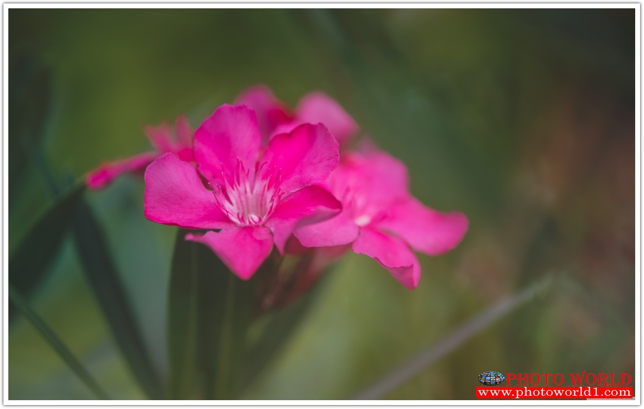 วอลเปเปอร์รูปภาพติดผนังสั่งทำ มีภาพให้เลือกกว่า 50,000 ภาพ ออกแบบกราฟฟิค หรือ รูปภาพตามที่ท่านกำหนด ในสไตล์ท่านเอง "custom made"