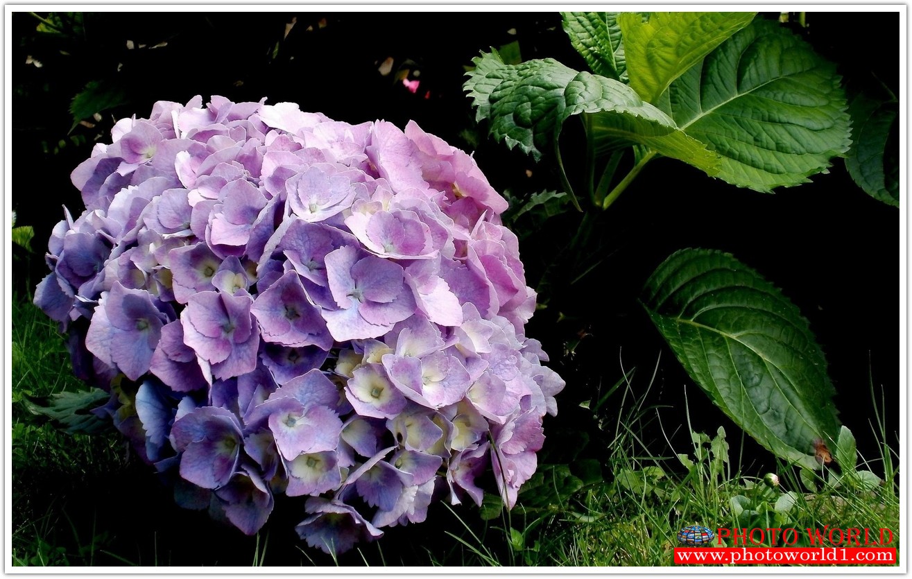 วอลเปเปอร์รูปภาพติดผนังสั่งทำ มีภาพให้เลือกกว่า 50,000 ภาพ ออกแบบกราฟฟิค หรือ รูปภาพตามที่ท่านกำหนด ในสไตล์ท่านเอง "custom made"