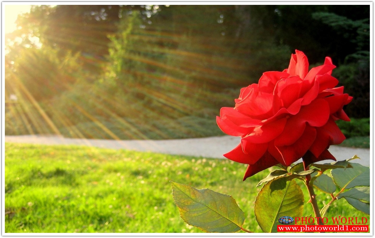 วอลเปเปอร์รูปภาพติดผนังสั่งทำ มีภาพให้เลือกกว่า 50,000 ภาพ ออกแบบกราฟฟิค หรือ รูปภาพตามที่ท่านกำหนด ในสไตล์ท่านเอง "custom made"