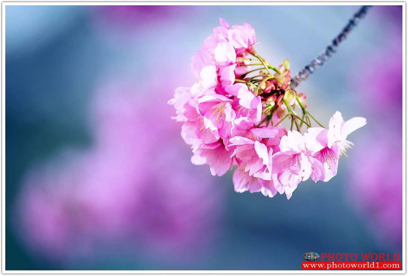 วอลเปเปอร์รูปภาพติดผนังสั่งทำ มีภาพให้เลือกกว่า 50,000 ภาพ ออกแบบกราฟฟิค หรือ รูปภาพตามที่ท่านกำหนด ในสไตล์ท่านเอง "custom made"