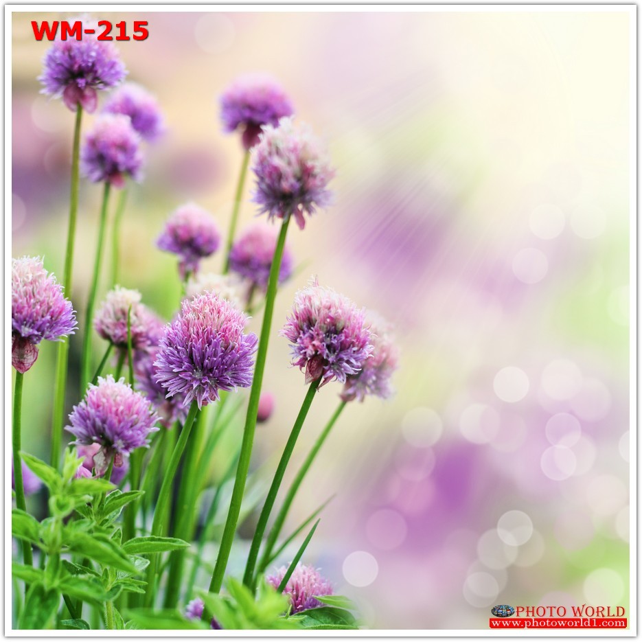 วอลเปเปอร์รูปภาพติดผนังสั่งทำ มีภาพให้เลือกกว่า 50,000 ภาพ ออกแบบกราฟฟิค หรือ รูปภาพตามที่ท่านกำหนด ในสไตล์ท่านเอง "custom made"