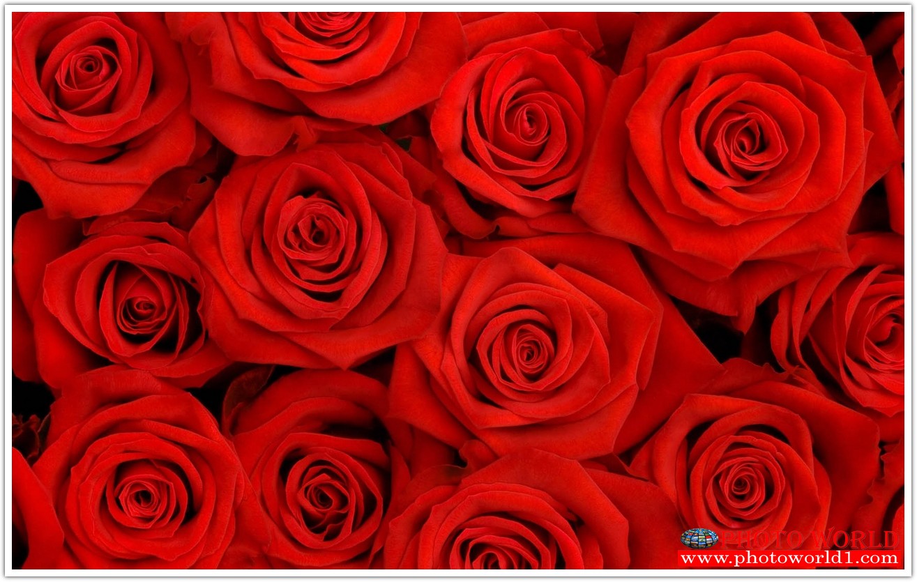 วอลเปเปอร์รูปภาพติดผนังสั่งทำ มีภาพให้เลือกกว่า 50,000 ภาพ ออกแบบกราฟฟิค หรือ รูปภาพตามที่ท่านกำหนด ในสไตล์ท่านเอง "custom made"