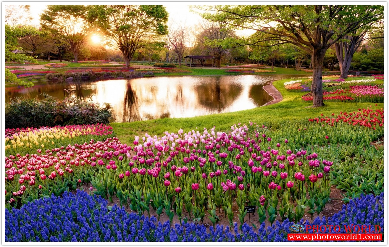 NATURAL วอลเปเปอร์รูปภาพติดผนังสั่งทำ มีภาพให้เลือกกว่า 50,000 ภาพ ออกแบบกราฟฟิค หรือ รูปภาพตามที่ท่านกำหนด ในสไตล์ท่านเอง "custom made"