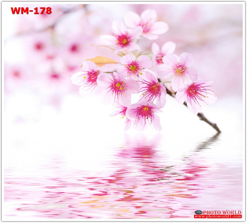 วอลเปเปอร์รูปภาพติดผนังสั่งทำ มีภาพให้เลือกกว่า 50,000 ภาพ ออกแบบกราฟฟิค หรือ รูปภาพตามที่ท่านกำหนด ในสไตล์ท่านเอง "custom made"