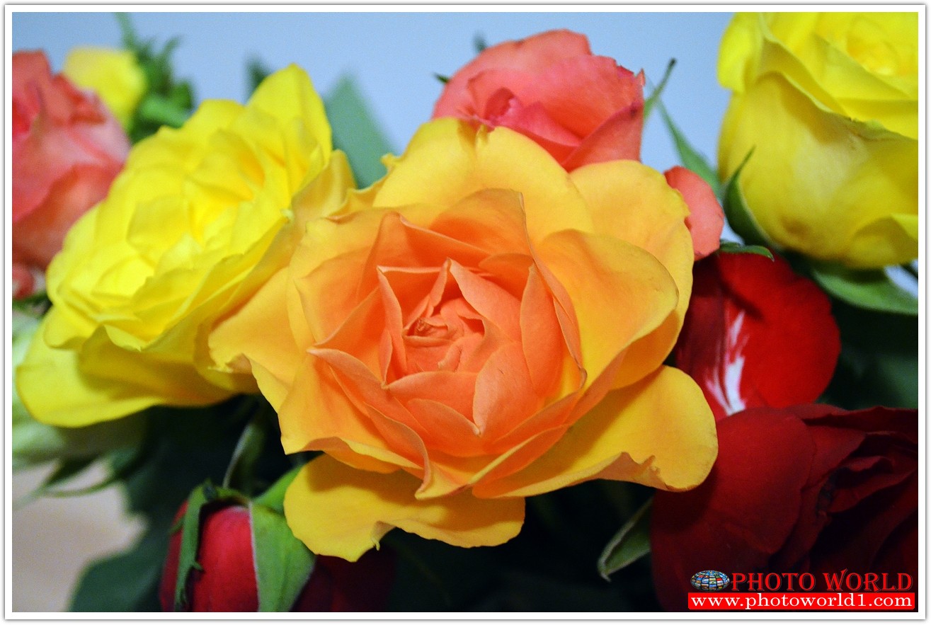 วอลเปเปอร์รูปภาพติดผนังสั่งทำ มีภาพให้เลือกกว่า 50,000 ภาพ ออกแบบกราฟฟิค หรือ รูปภาพตามที่ท่านกำหนด ในสไตล์ท่านเอง "custom made"