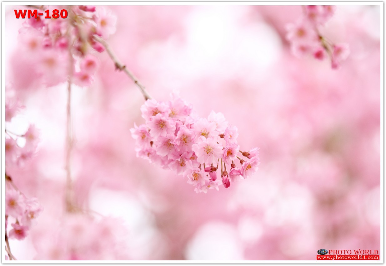 วอลเปเปอร์รูปภาพติดผนังสั่งทำ มีภาพให้เลือกกว่า 50,000 ภาพ ออกแบบกราฟฟิค หรือ รูปภาพตามที่ท่านกำหนด ในสไตล์ท่านเอง "custom made"