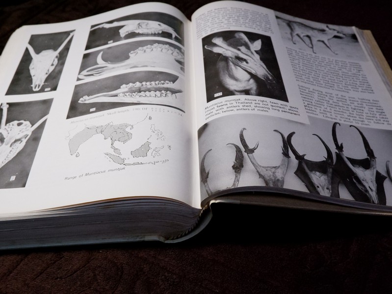 Mammals of Thailand by Boonsong Lekagul & Jeffrey A.Mc Neely 1`st Edition 1977 (สอบถาม)
