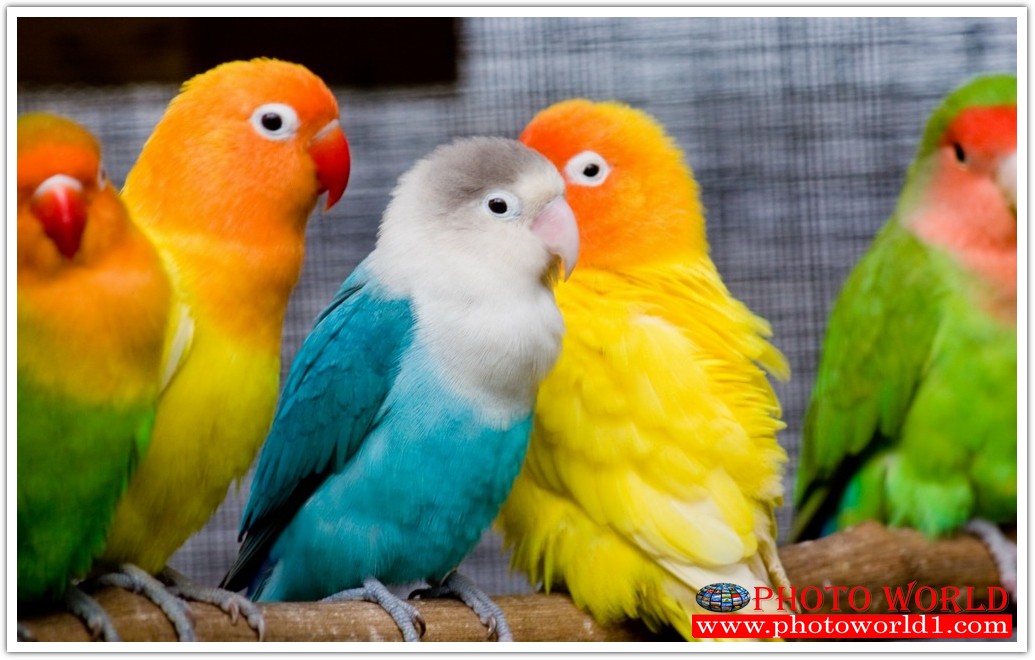 วอลเปเปอร์รูปภาพติดผนังสั่งทำ มีภาพให้เลือกกว่า 50,000 ภาพ ออกแบบกราฟฟิค หรือ รูปภาพตามที่ท่านกำหนด ในสไตล์ท่านเอง "custom made"