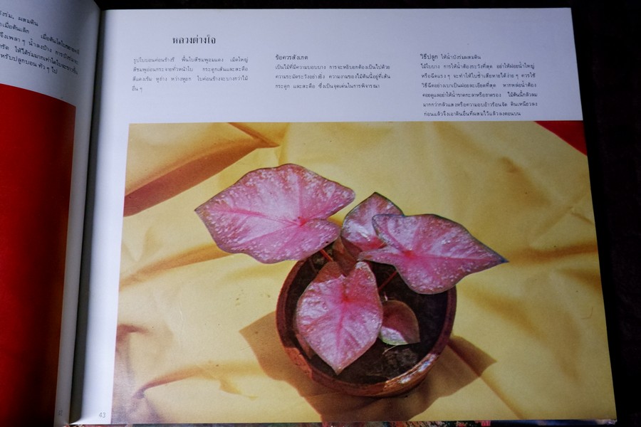 ตะลุยดงบอน โดย เชษฐา ปกเเข็ง 113 หน้า ปี 2524