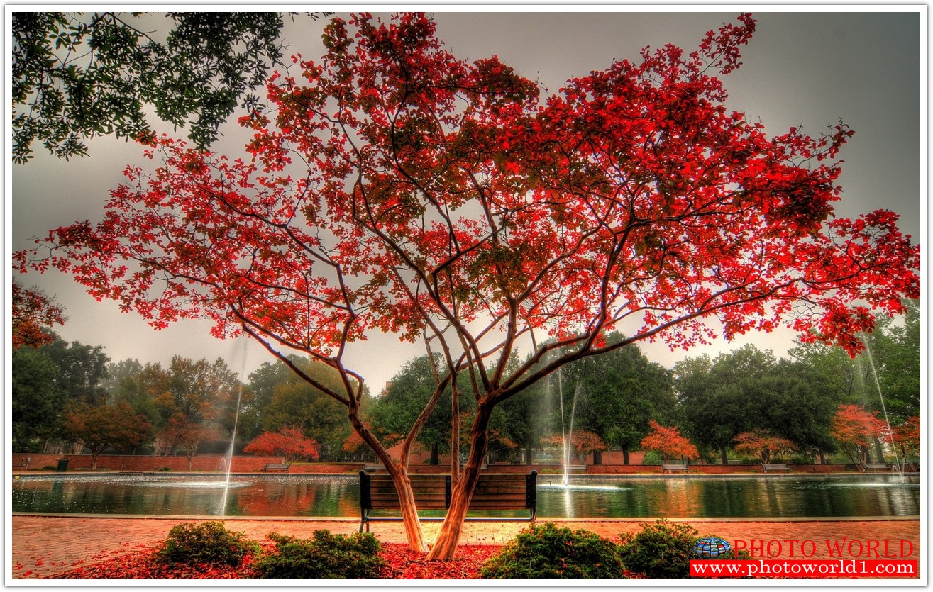 NATURAL วอลเปเปอร์รูปภาพติดผนังสั่งทำ มีภาพให้เลือกกว่า 50,000 ภาพ ออกแบบกราฟฟิค หรือ รูปภาพตามที่ท่านกำหนด ในสไตล์ท่านเอง "custom made"