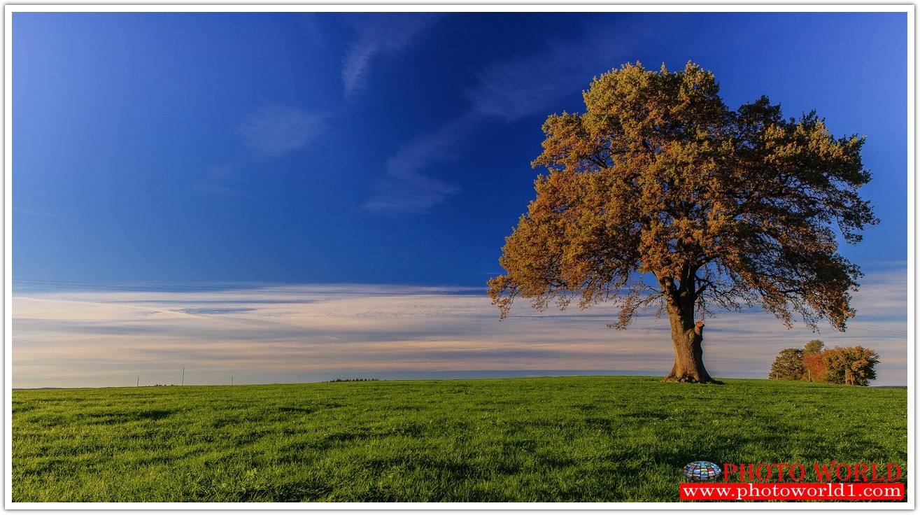 NATURAL วอลเปเปอร์รูปภาพติดผนังสั่งทำ มีภาพให้เลือกกว่า 50,000 ภาพ ออกแบบกราฟฟิค หรือ รูปภาพตามที่ท่านกำหนด ในสไตล์ท่านเอง "custom made"