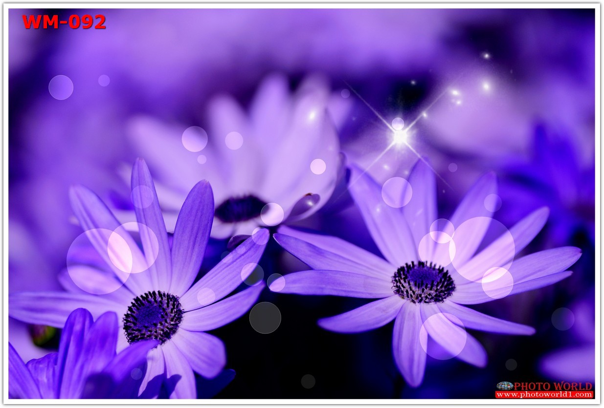 วอลเปเปอร์รูปภาพติดผนังสั่งทำ มีภาพให้เลือกกว่า 50,000 ภาพ ออกแบบกราฟฟิค หรือ รูปภาพตามที่ท่านกำหนด ในสไตล์ท่านเอง "custom made"