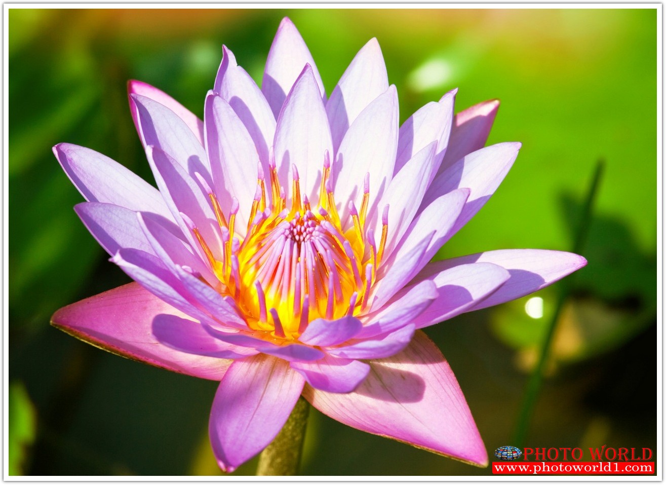 วอลเปเปอร์รูปภาพติดผนังสั่งทำ มีภาพให้เลือกกว่า 50,000 ภาพ ออกแบบกราฟฟิค หรือ รูปภาพตามที่ท่านกำหนด ในสไตล์ท่านเอง "custom made"