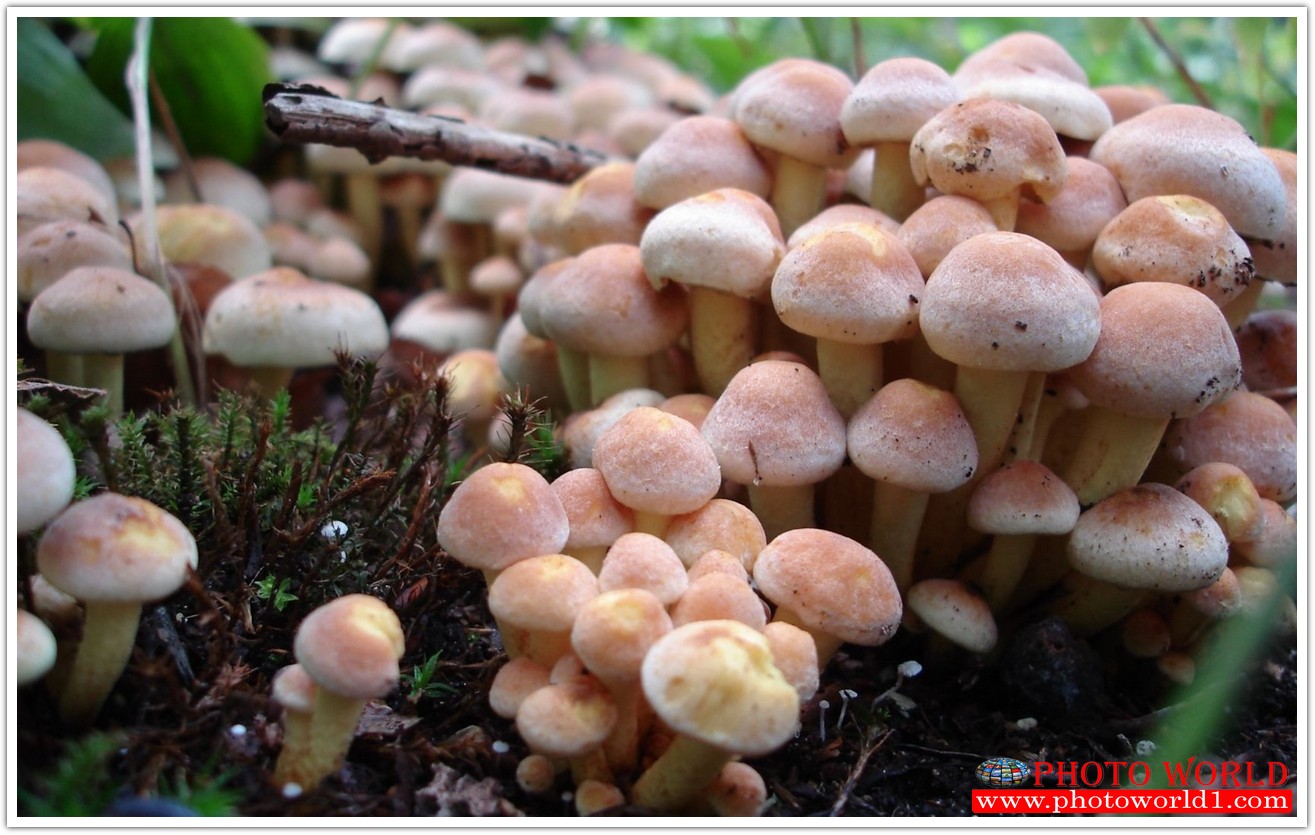 NATURAL วอลเปเปอร์รูปภาพติดผนังสั่งทำ มีภาพให้เลือกกว่า 50,000 ภาพ ออกแบบกราฟฟิค หรือ รูปภาพตามที่ท่านกำหนด ในสไตล์ท่านเอง "custom made"