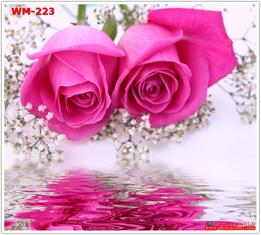 วอลเปเปอร์รูปภาพติดผนังสั่งทำ มีภาพให้เลือกกว่า 50,000 ภาพ ออกแบบกราฟฟิค หรือ รูปภาพตามที่ท่านกำหนด ในสไตล์ท่านเอง "custom made"