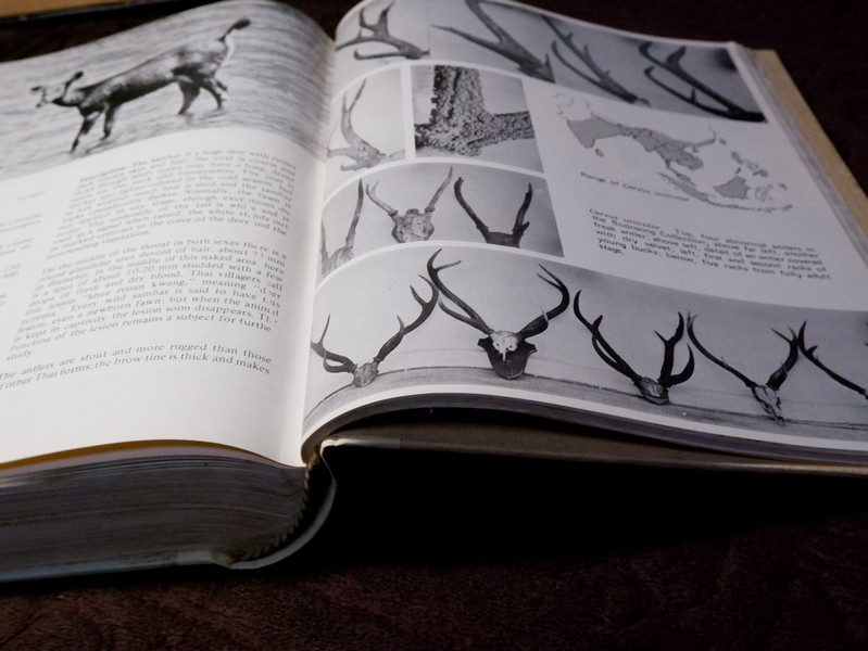 Mammals of Thailand by Boonsong Lekagul & Jeffrey A.Mc Neely 1`st Edition 1977 (สอบถาม)