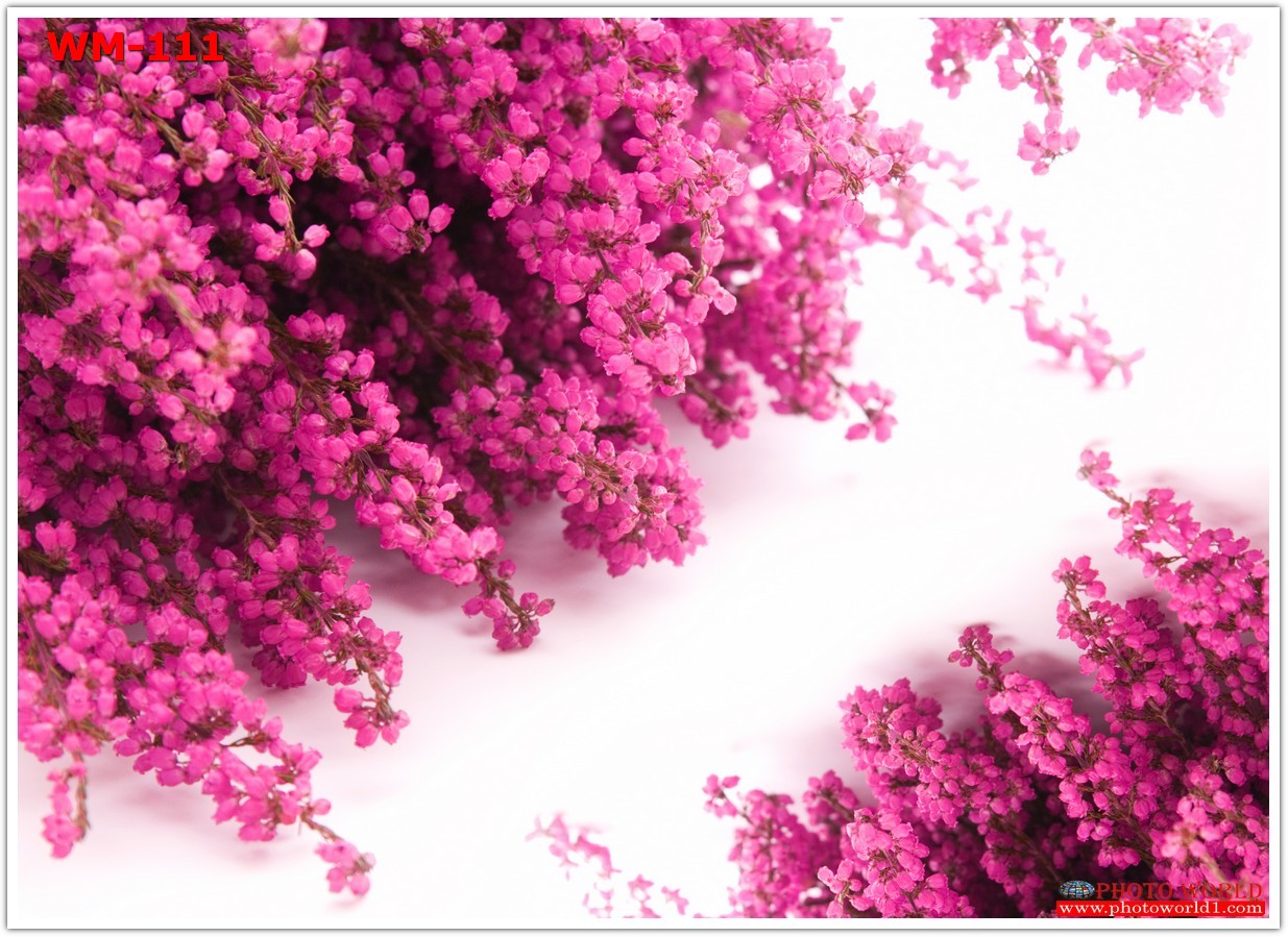 วอลเปเปอร์รูปภาพติดผนังสั่งทำ มีภาพให้เลือกกว่า 50,000 ภาพ ออกแบบกราฟฟิค หรือ รูปภาพตามที่ท่านกำหนด ในสไตล์ท่านเอง "custom made"