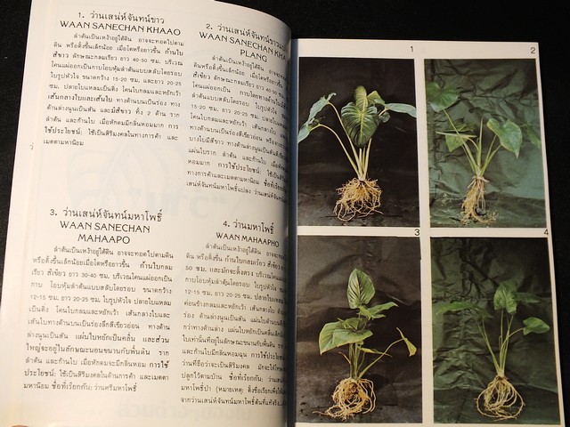 คู่มือดูว่าน ของ สมาคมว่านเเห่งประเทศไทย