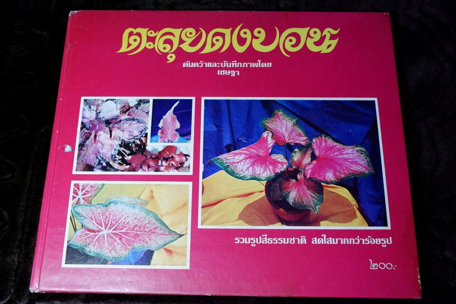 ตะลุยดงบอน โดย เชษฐา ปกเเข็ง 113 หน้า ปี 2524