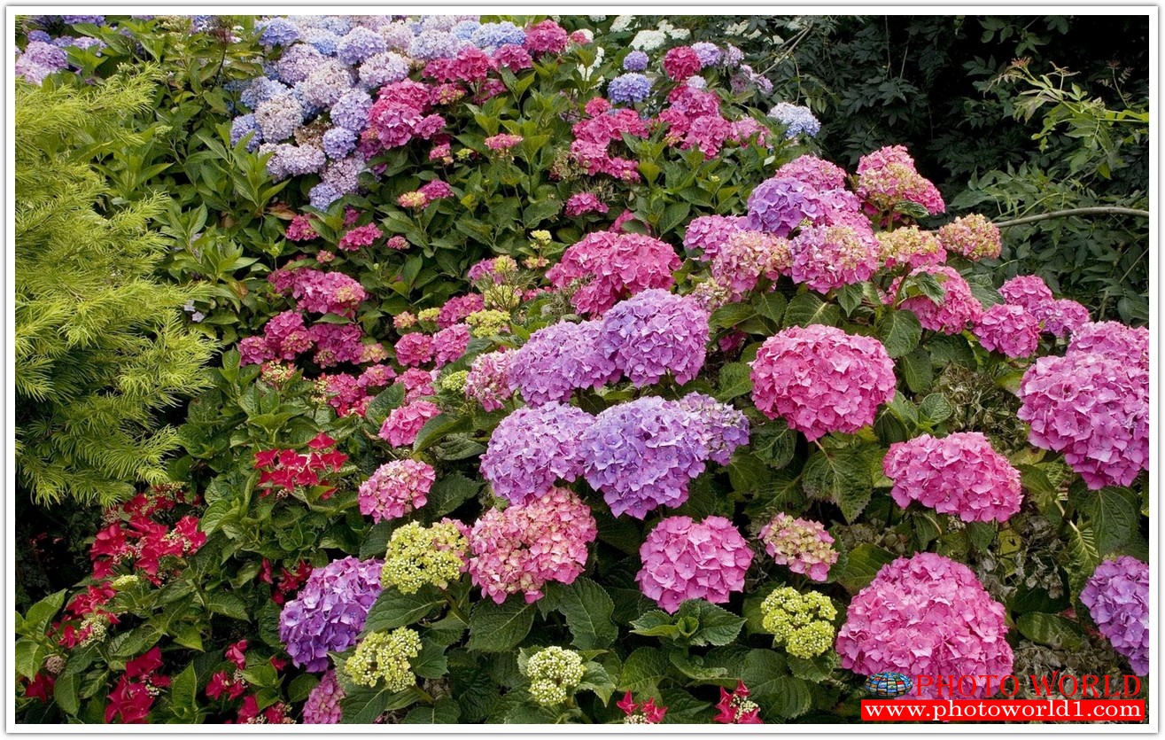 วอลเปเปอร์รูปภาพติดผนังสั่งทำ มีภาพให้เลือกกว่า 50,000 ภาพ ออกแบบกราฟฟิค หรือ รูปภาพตามที่ท่านกำหนด ในสไตล์ท่านเอง "custom made"