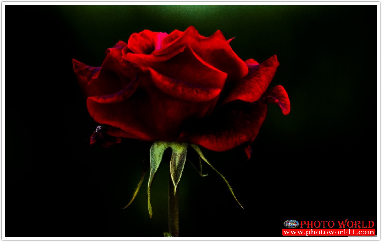 วอลเปเปอร์รูปภาพติดผนังสั่งทำ มีภาพให้เลือกกว่า 50,000 ภาพ ออกแบบกราฟฟิค หรือ รูปภาพตามที่ท่านกำหนด ในสไตล์ท่านเอง "custom made"