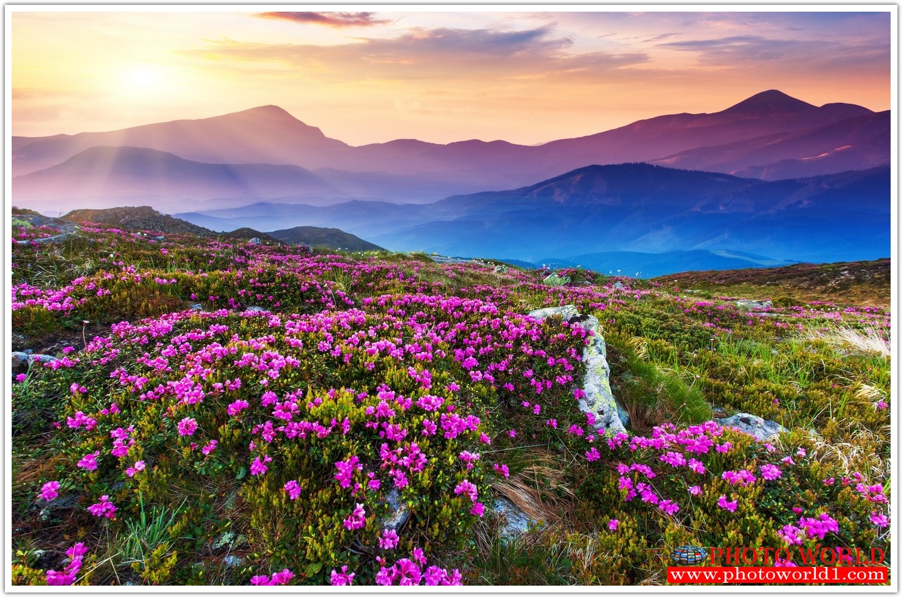 วอลเปเปอร์รูปภาพติดผนังสั่งทำ มีภาพให้เลือกกว่า 50,000 ภาพ ออกแบบกราฟฟิค หรือ รูปภาพตามที่ท่านกำหนด ในสไตล์ท่านเอง "custom made"