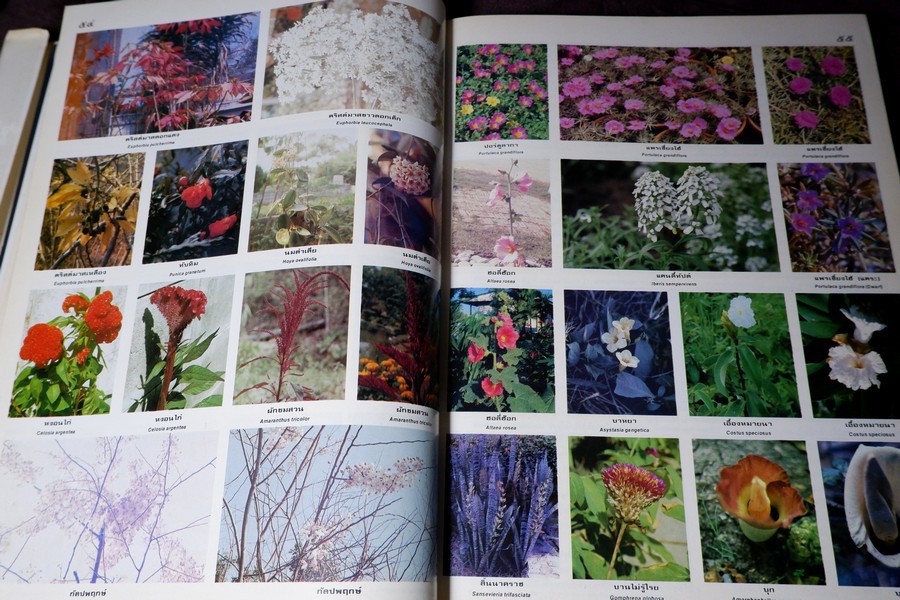 ดอกไม้เเละประวัติไม้ดอกเมืองไทย โดย วิชัย อภัยสุวรรณ ปกแข็ง ปี 2532