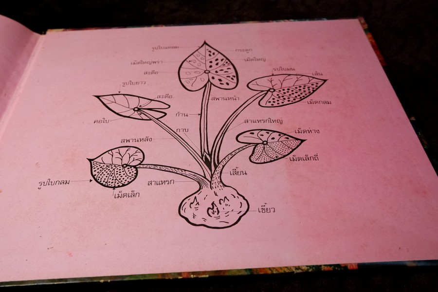 ตะลุยดงบอน โดย เชษฐา ปกเเข็ง 113 หน้า ปี 2524