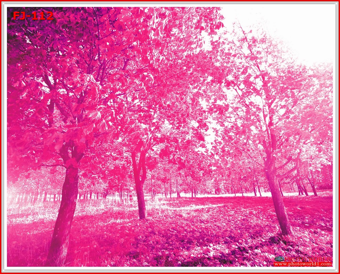 วอลเปเปอร์รูปภาพติดผนังสั่งทำ มีภาพให้เลือกกว่า 50,000 ภาพ ออกแบบกราฟฟิค หรือ รูปภาพตามที่ท่านกำหนด ในสไตล์ท่านเอง "custom made"