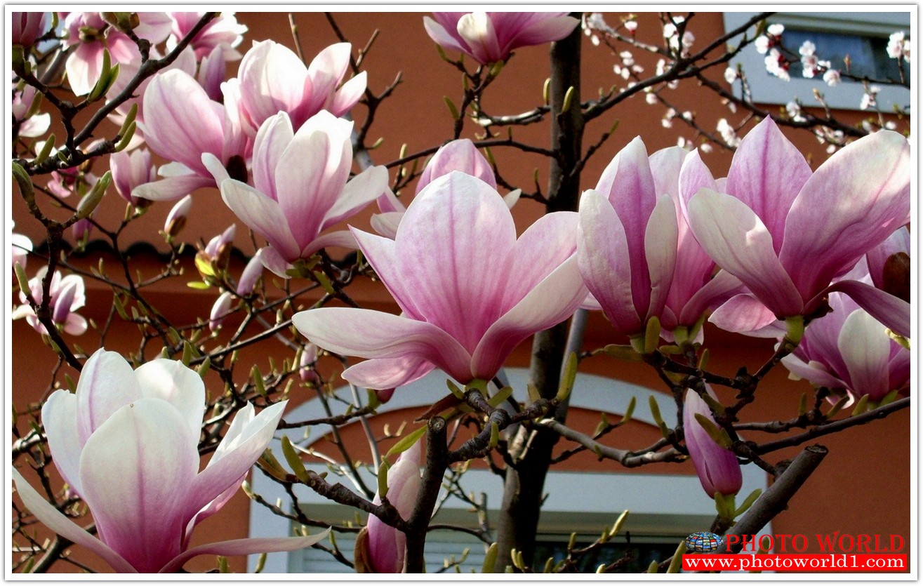 วอลเปเปอร์รูปภาพติดผนังสั่งทำ มีภาพให้เลือกกว่า 50,000 ภาพ ออกแบบกราฟฟิค หรือ รูปภาพตามที่ท่านกำหนด ในสไตล์ท่านเอง "custom made"