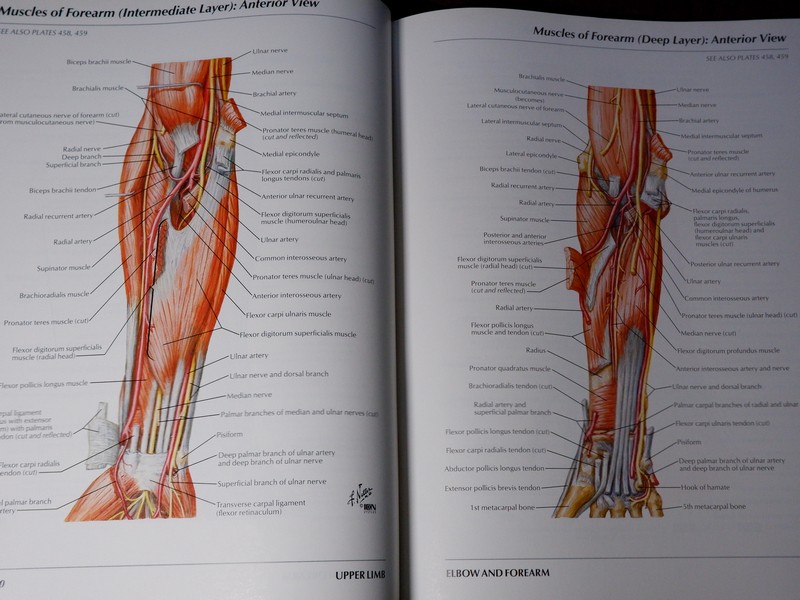 Atlas of Human Anatomyของ Frank H. Netter, MD