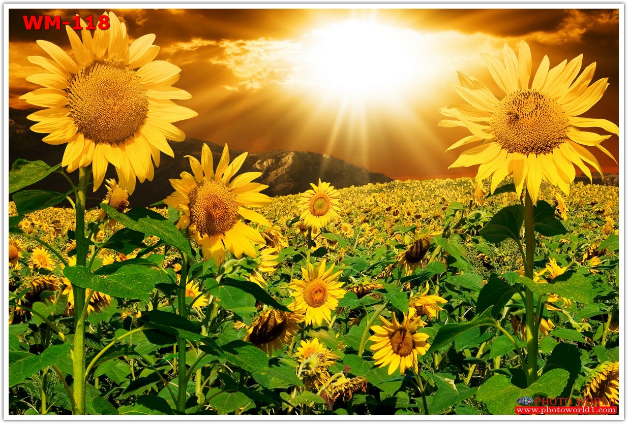 วอลเปเปอร์รูปภาพติดผนังสั่งทำ มีภาพให้เลือกกว่า 50,000 ภาพ ออกแบบกราฟฟิค หรือ รูปภาพตามที่ท่านกำหนด ในสไตล์ท่านเอง "custom made"