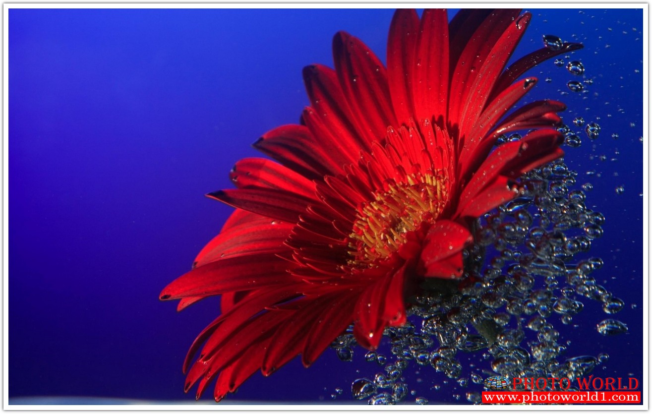 วอลเปเปอร์รูปภาพติดผนังสั่งทำ มีภาพให้เลือกกว่า 50,000 ภาพ ออกแบบกราฟฟิค หรือ รูปภาพตามที่ท่านกำหนด ในสไตล์ท่านเอง "custom made"