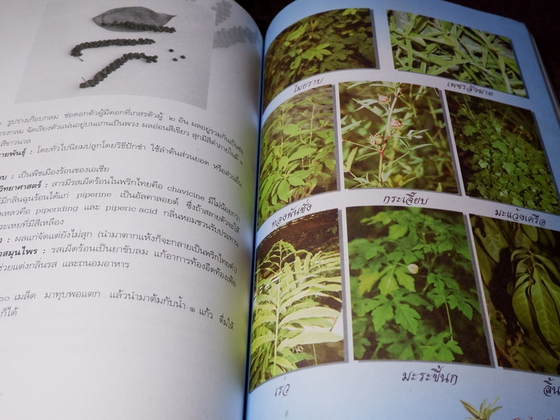 สมุนไพรเพื่อการบำบัดโรค เเก้ว กาญจนา